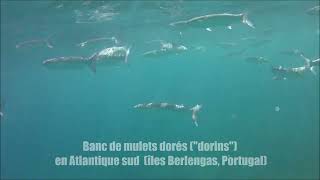 🐟 FICHE FAUNE  banc de MULETS DORES Îles Berlengas Portugal  Hugues Maldent [upl. by Grantley]