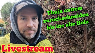 ThujaHecke extrem zurückschneiden Live [upl. by Morrissey521]