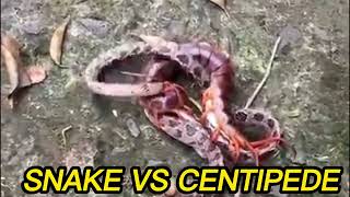 SNAKE VS CENTIPEDE  WHO WILL WIN [upl. by Shurlock258]