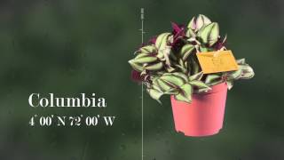 Tradescantia zebrina  Silver Sicilian [upl. by Ardis]