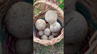 Do you know this fruit 😍  Wood Apple Juice Recipe  Nature Village Life 😋😋😋 [upl. by Conrado]