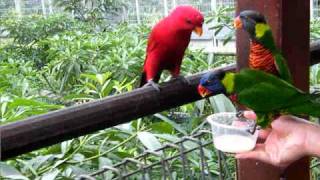 Jurong Bird Park Video Lory Loft 1 [upl. by Groh]