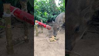 Creative Amazing Wild Boar Trap Using Microphone skilltrap animals camping shorts [upl. by Maia]