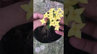 One more way to propagate Ixora Coccinea flowers at home [upl. by Alegnatal552]