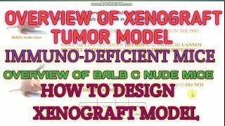 Overview of xenograft tumor model II Experimental design of xenograft model II Bulbc nude mice [upl. by Hedelman]