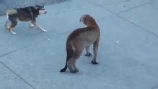 Puma VS Dogs [upl. by Azeria]