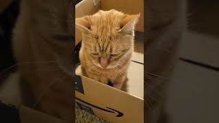 Pet Me In My Box NOW cat orangekitty [upl. by Yankee]