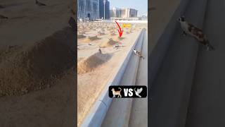 🐈 vs 🕊️ attack youtub birds reels varil pigeon kbootar tranding shorts 1kviews kbooter [upl. by Hilde457]