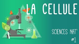 Tout savoir sur la cellule en 6 minutes [upl. by Nur810]