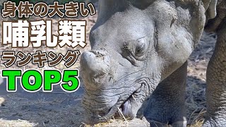 【TOP5】大きい動物ランキング 地球上の巨大の生き物たち [upl. by Enrique]