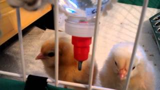 Day old chicks learn to use water nipple [upl. by Anait]