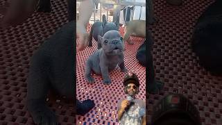 Small doggie getting angry incredible moments of cute animals youtubeshorts [upl. by Yelda216]