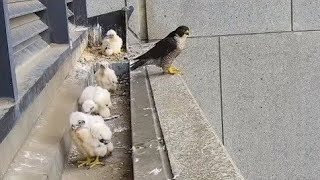 Peregrine Falcon Wonderful moments with baby Falcon [upl. by Kcirneh325]