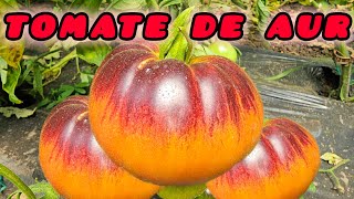 Soiuri foarte vechi de tomate [upl. by Ahsienad]