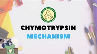 Chymotrypsin Mechanism Explain [upl. by Ursuline]