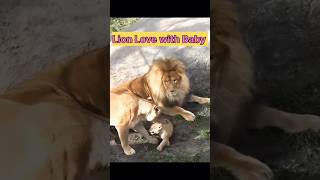 Lion 🦁 love Lion Atitude lion statusshortvideo animallover animals lovesong [upl. by Terina]