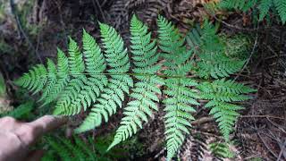 Spiny wood fern Dryopteris expansa [upl. by Ellevel]