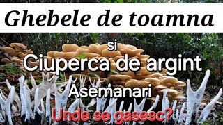 Ghebele de toamna  Ciuperca de argint Delicatesa culinara [upl. by Hershel895]