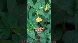 Mirabilis jalapa  Nyctaginaceae family  Four O clock plant [upl. by Weight626]