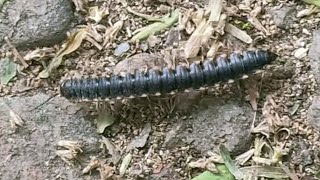 Millipede roaming on road milipede millipedes millipedetoy nature biohazard keeda kenno [upl. by Ecnarwal695]