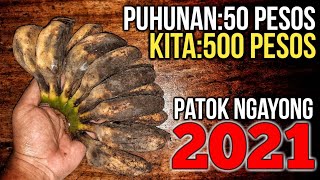 Gawin mo Ito sa SAGING SABA sa 50 PESOS na PUHUNAN KIKITA ka dito ng MALAKI at Patok na Patok Pa [upl. by Jallier]