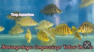 22032024 Wild Caught Tanganyika Specials Trop Aquarium Singapore [upl. by Lole]