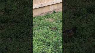 Spotted Towhees are industrious little fellas birds naturelovers nature birding [upl. by Otsirc]