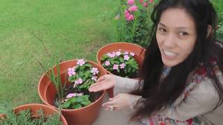 Periwinkle Tsitsirika Natural Remedy for Leukemia and Lymphoma  Dr Farrahs Quicktips [upl. by Nhabois]