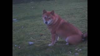 Shiba Inu Licking Ice [upl. by Esilegna]