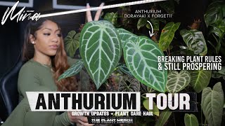 CURATE YOUR DREAM ANTHURIUM COLLECTION NOW • DON’T BE INTIMIDATED BY RARE HOUSEPLANTS [upl. by Aettam]