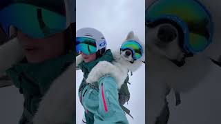 The FLUFFIEST dog to ever ski dogshorts samoyed puppy dogs puppies funnyvideos [upl. by Oeniri]