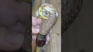 restoring a walking stick woodworking carving bird repair restoration craft memory DIY fyp [upl. by Jacqui]