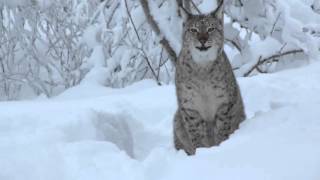 What does the lynx say [upl. by Blood]