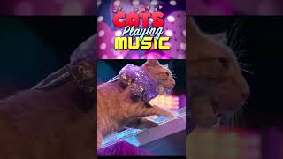 Cats Playing Music [upl. by Pia]