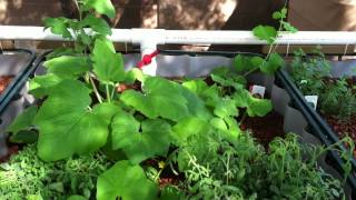 Aquaponics in Arizona Pt3  pH Levels and the Nitrification Process [upl. by Gildea]