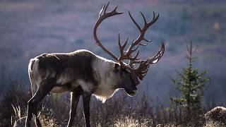 Le Caribou des bois au Québec [upl. by Zak]