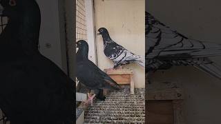 The Secretive World of Fancy Pigeon Breeding [upl. by Onileva]