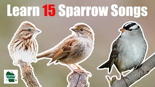 Learn 15 Common Sparrow Songs Eastern North America [upl. by Veronika]