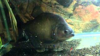 38cm serrasalmus rhombeus feeding black piranha WWWPIRANHAPLAZACOM [upl. by Yaras]