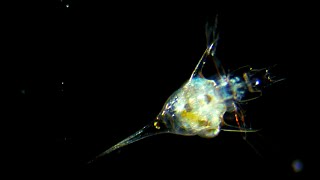 From Drifter to Dynamo The Story of Plankton  Deep Look [upl. by Geno]