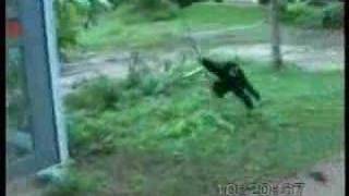 Monkey Bothering Dog  Pulls Tail Funny [upl. by Recor251]