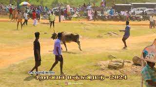 சிறாவயல் மஞ்சுவிரட்டு 2024  Siravayal Manjuvirattu [upl. by Crim249]