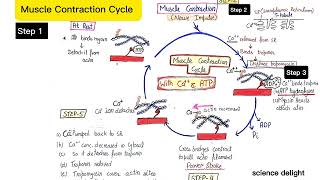 Muscle Contraction Cycle with the help of calcium and ATP [upl. by Etram542]