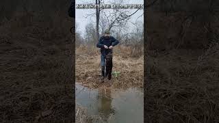 Trapping PA Coyotes Bobcats Fox and Beaver PA Trapline [upl. by Ettolrahc]