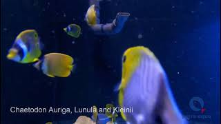 Chaetodon Auriga Lunula and Kleinii [upl. by Codie]