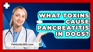 What Toxins Cause Pancreatitis In Dogs  PetGuide360com [upl. by Aedrahs]