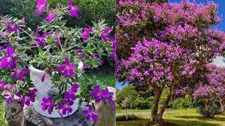 How to care for princess flower  Glory bush plant  Pleroma urvilleana [upl. by Anastasius350]