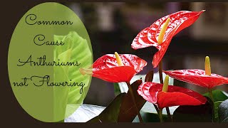 WHY ANTHURIUM NOT BLOOMING OR FLOWERING  HOW TO REVIVE from ROOT ROT [upl. by Oetomit]