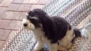 Foxglove Farm Cavachon Video Callie The Wonder Dog [upl. by Elegna634]