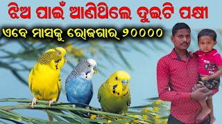 ବଜି ପକ୍ଷୀରୁ ମାସକୁ ୨୦ ହଜାର  20 Thousand per month from Budgie Bird EfarmingOdisha [upl. by Llertram]